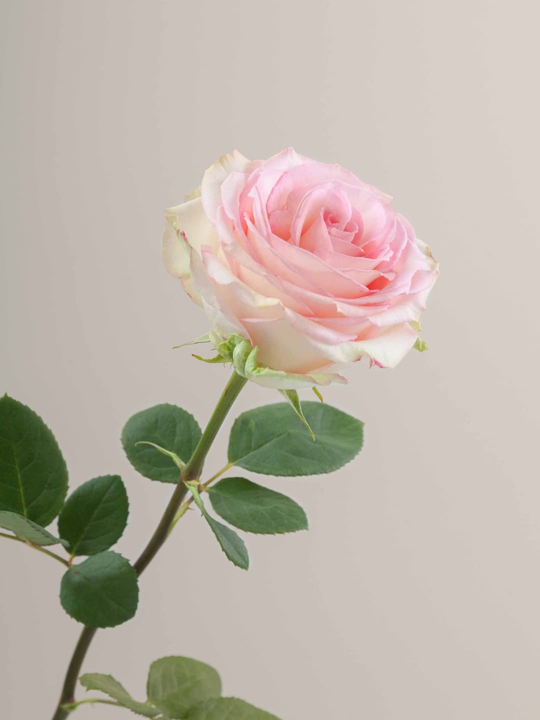Roses Esperance