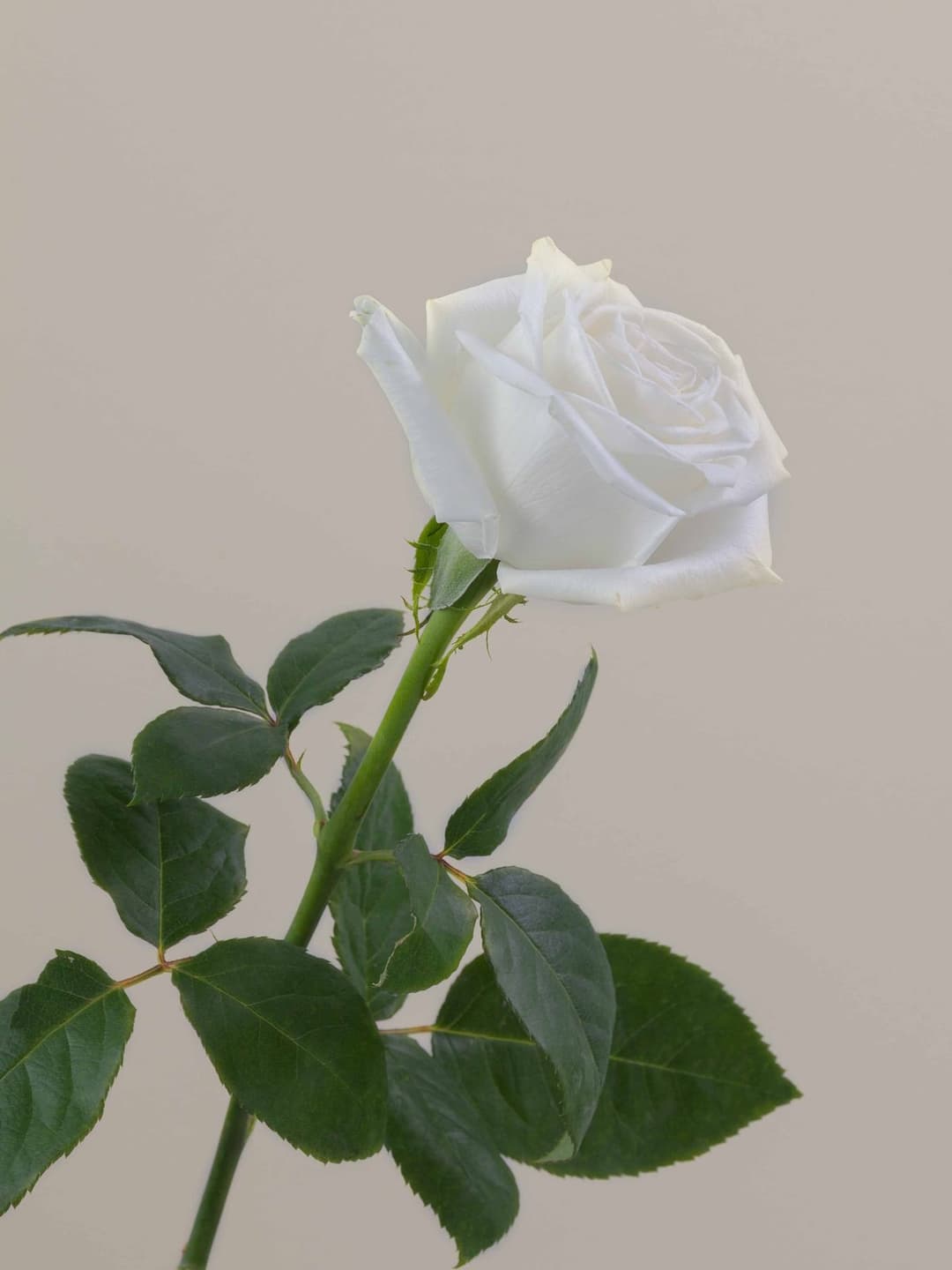 Roses Playa Blanca