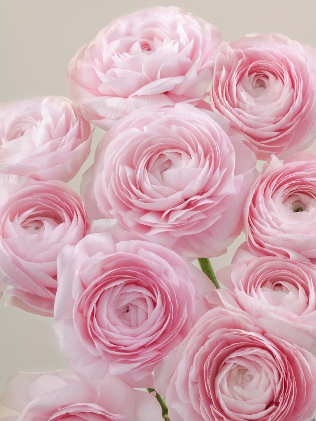 Ranunculus Light Pink