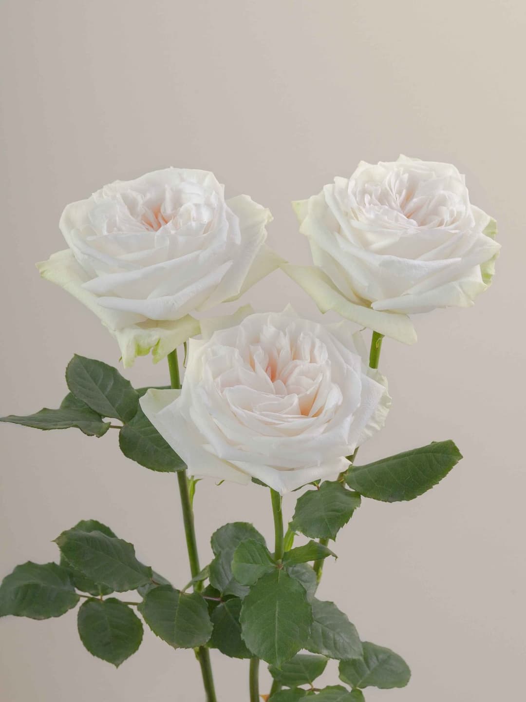 Roses White O'Hara