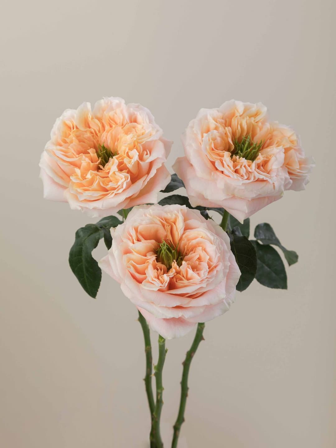 Garden Roses Mandarin x pression