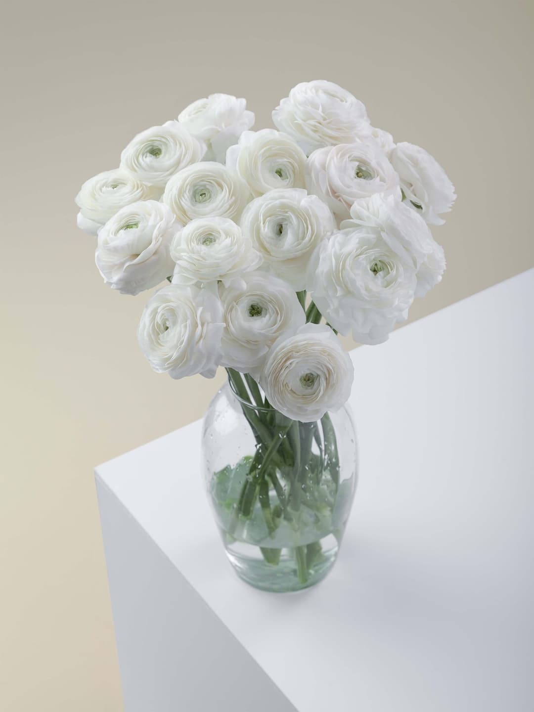 Ranunculus White